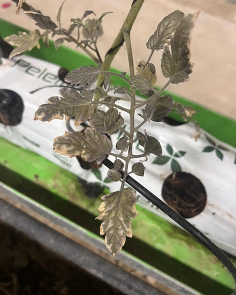 Domateslerde Fosfor Eksikliği