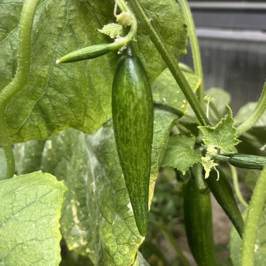 Salatalık Yetiştiriciliğinin Sessiz Tehdidi: Geniş Akar (Polyphagotarsonemus latus)