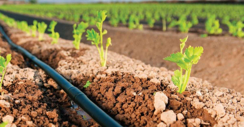 Damla Sulama: Modern Tarımın Can Damarı ve Sürdürülebilir Geleceğin Anahtarı