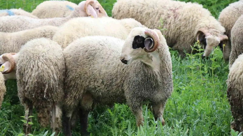 Kurban Bayramı'nın Derin Anlamı: Teslimiyetten Dayanışmaya Uzanan Kutsal Bir Yolculuk