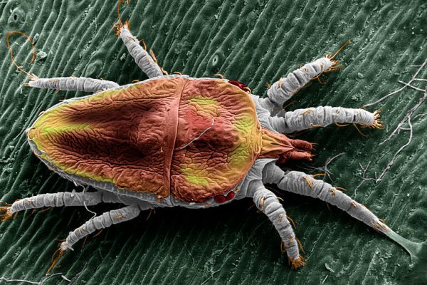 Yassı Akarlar (Cenopalpus pulcher) ile Kapsamlı Mücadele: Meyve Ağaçlarından Süs Bitkilerine Tam Kontrol