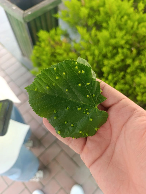 Yapraklardaki Gizemli Kabarcıklar: Eriophyid Akarları ve Gal Oluşumu