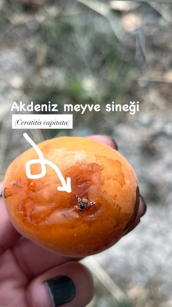 Akdeniz Meyve Sineği (Ceratitis capitata): Meyve Bahçelerinin Gizli Düşmanı
