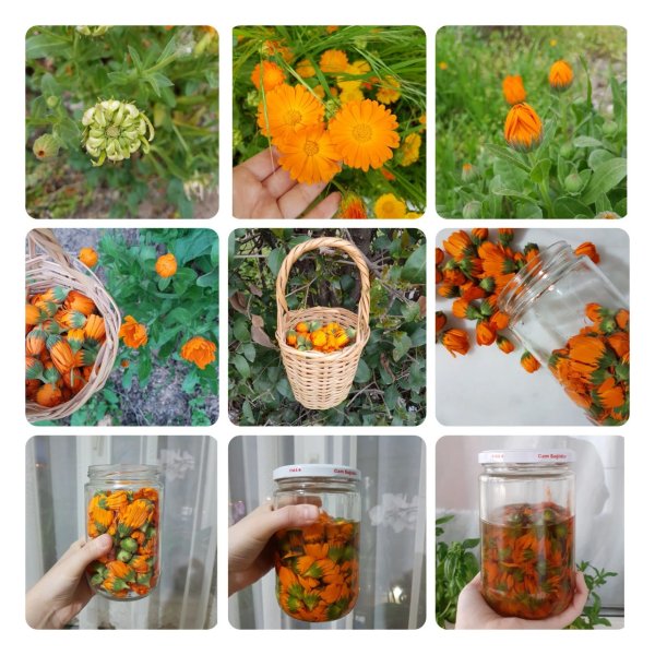 Aynısefa (Calendula officinalis L.): Doğanın Altın Dokunuşu ve Çok Yönlü Faydaları
