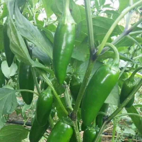 A-Z 26 F1 Jalapeno F1 Biber Fidesi