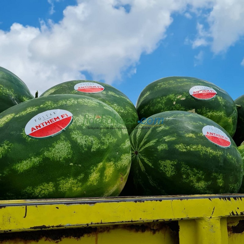 Aşılı Anthem F1 Karpuz Fidesi - Görsel 3