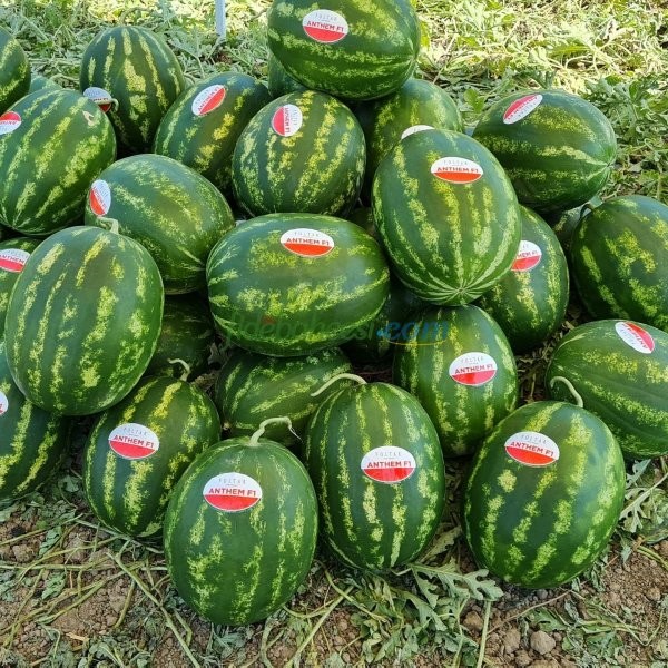 Aşılı Anthem F1 Karpuz Fidesi - Görsel 5
