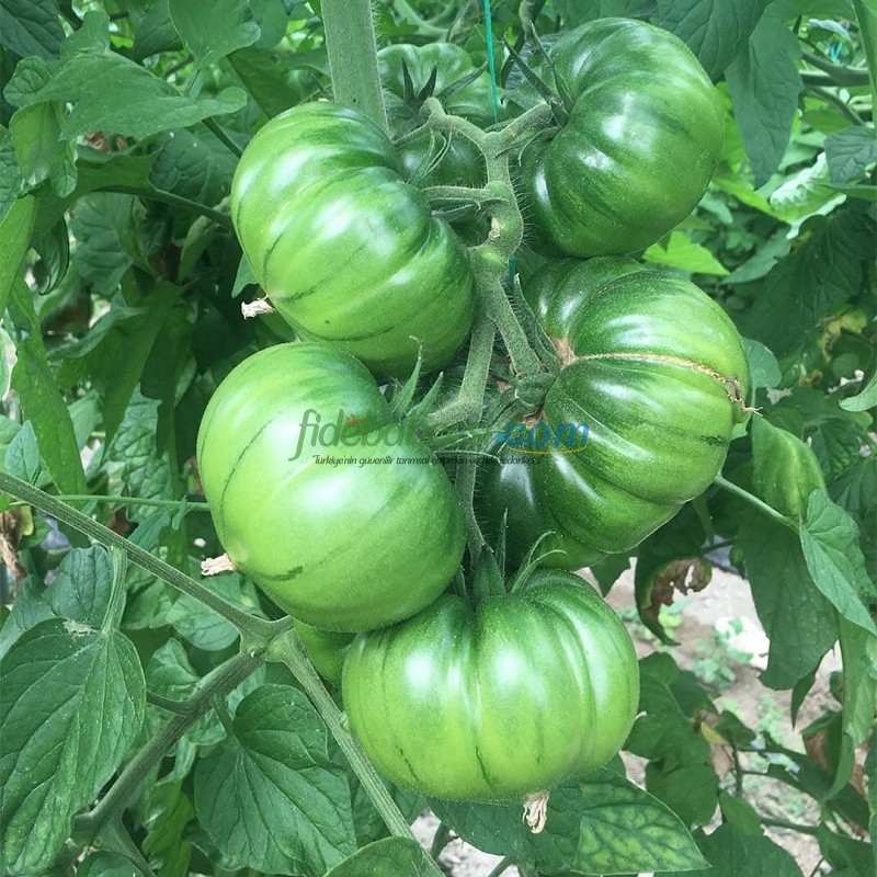 Aşılı Da Vinci F1 Domates Fidesi - Görsel 2