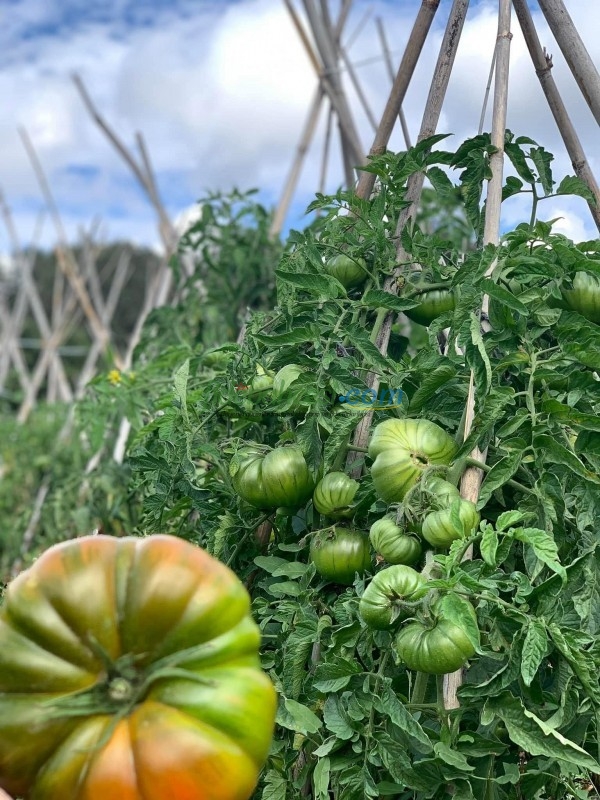 Aşılı Da Vinci F1 Domates Fidesi - Görsel 6