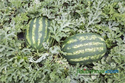 Aşılı Joker F1 Karpuz Fidesi