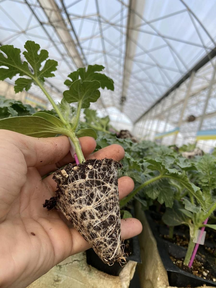 Aşılı Karpuz Fidesi - Görsel 4