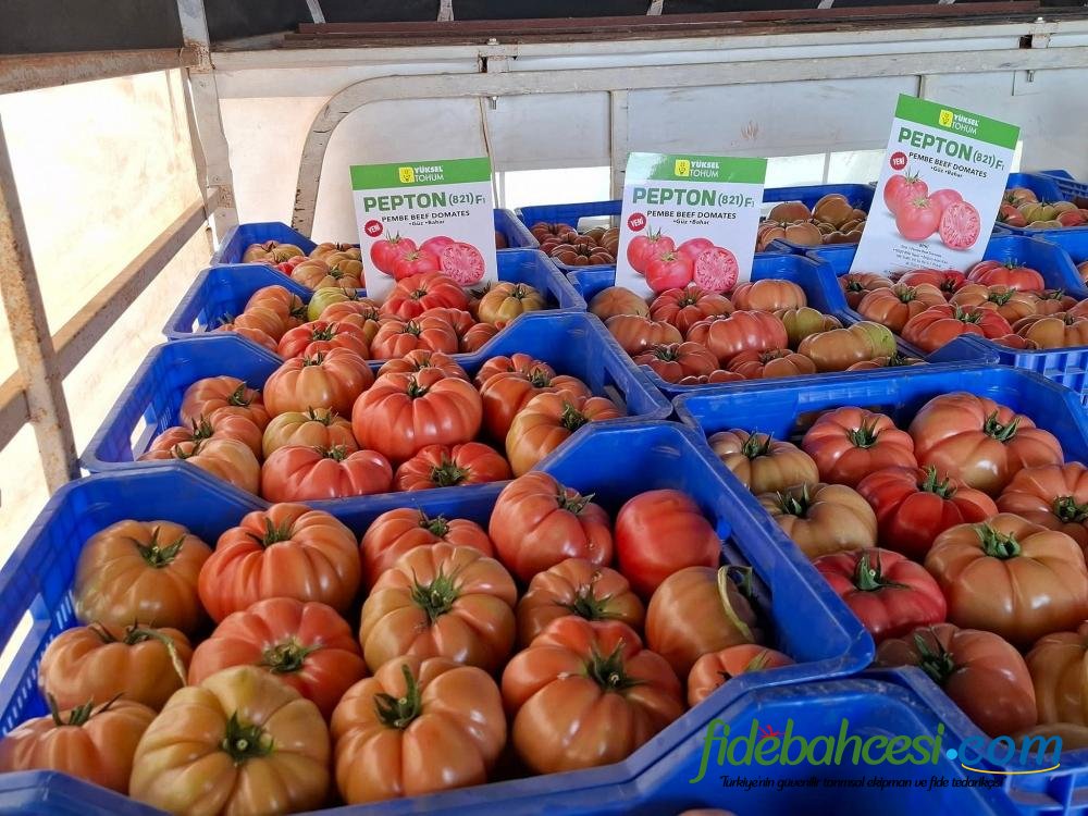 Aşılı Pepton F1 Domates Fidesi - Görsel 5