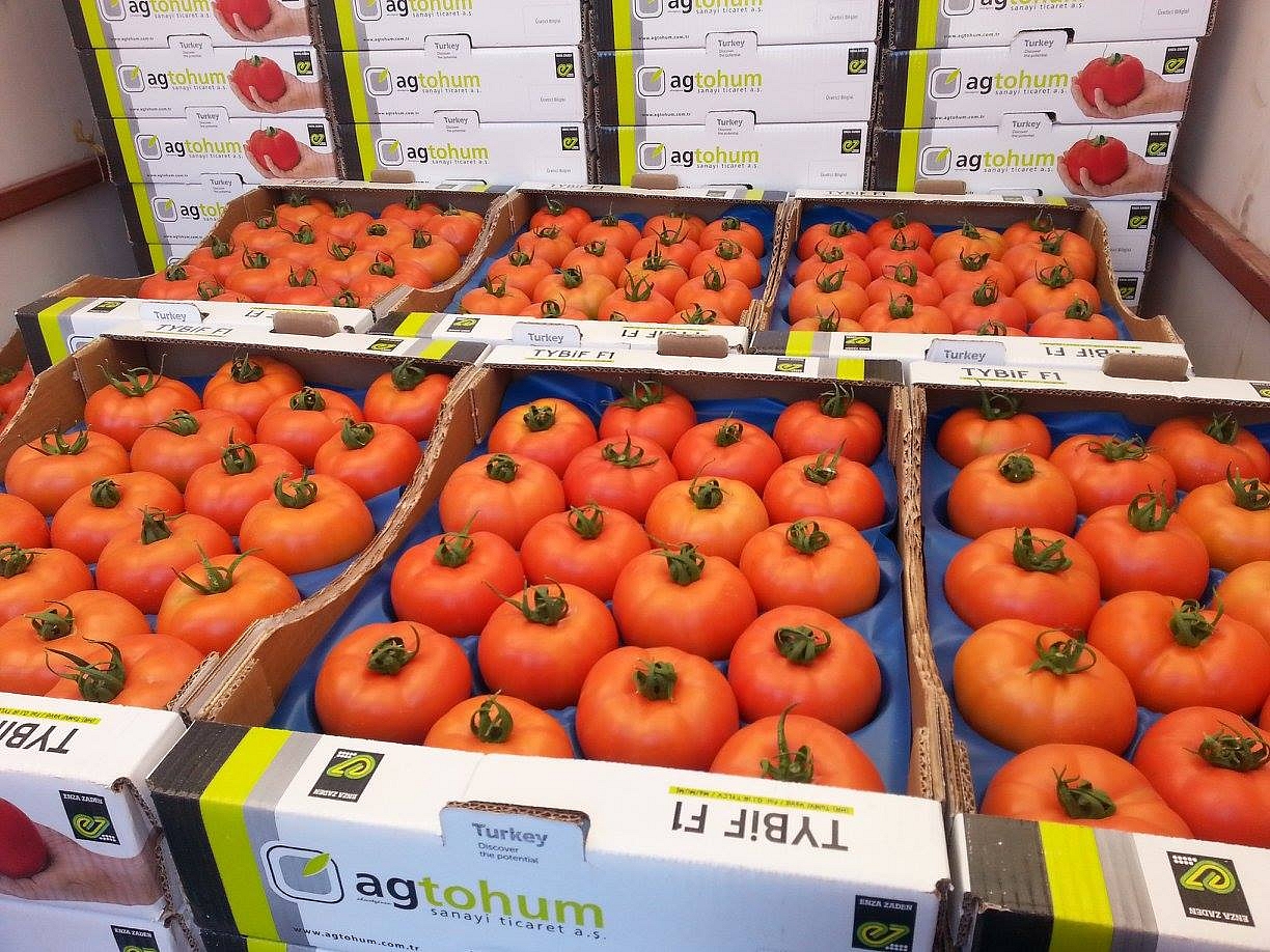 Aşılı Tybeef F1 Domates Fidesi - Görsel 4