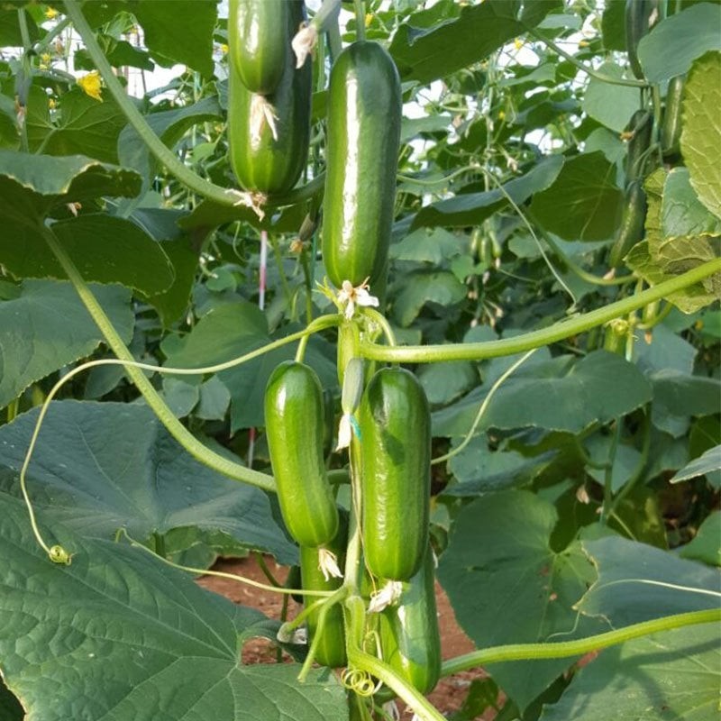 Ayda F1 Silor Hıyar Tohumu