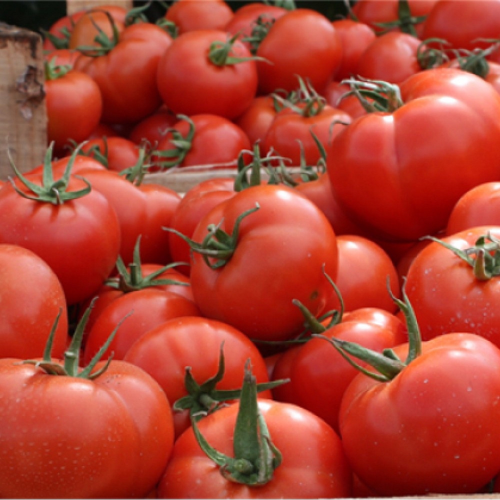 Aynaz F1 Sırık Domates Fidesi