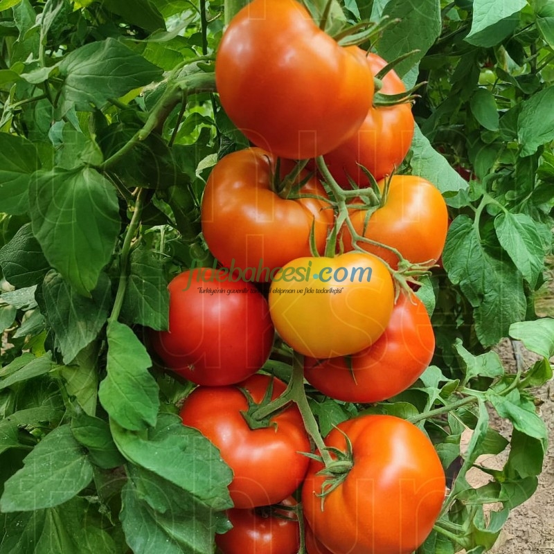 Aşılı Ayten F1 Domates Fidesi - Görsel 4