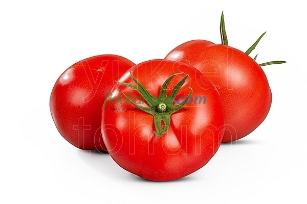 Aşılı Ayten F1 Domates Fidesi