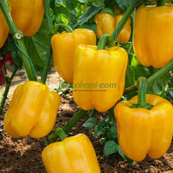 AZ 2515 F1 Sarı Kalifornia Biber Tohumu - Görsel 2