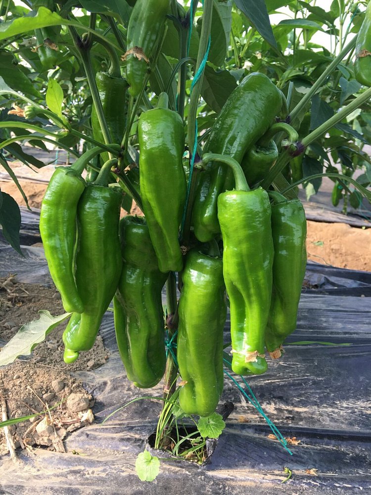 AZ 33 F1 Tatlı Üç Burun Biber Tohumu - Görsel 2