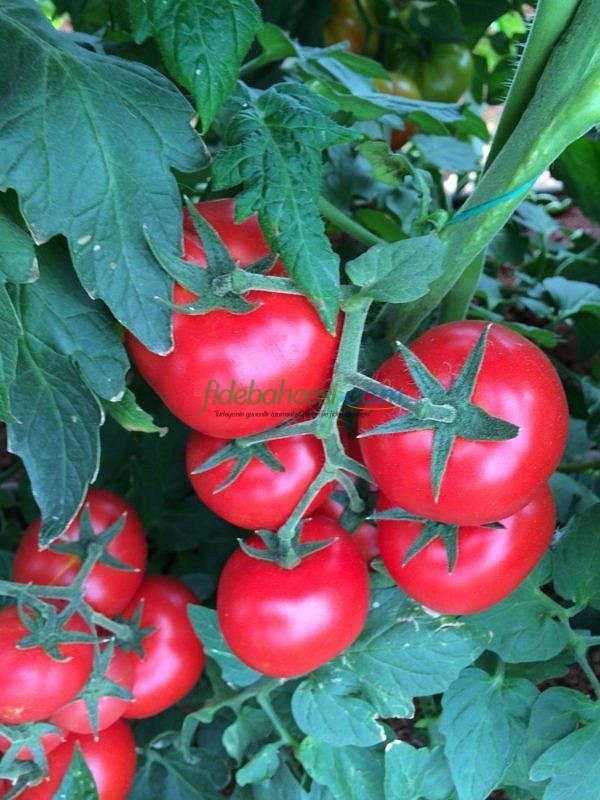 AZ 44 F1 Salkım Domates Tohumu - Görsel 3