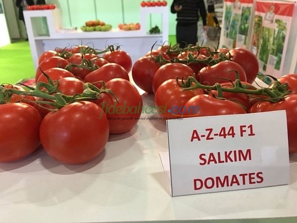 AZ 44 F1 Salkım Domates Tohumu - Görsel 4