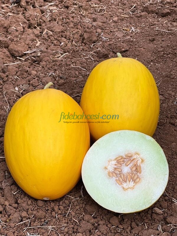 AZ 93 F1 Kanarya Kavun Tohumu - Görsel 2