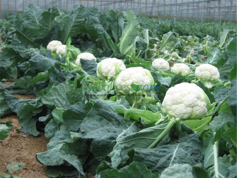 Barcelona F1 Karnabahar Fidesi - Görsel 5