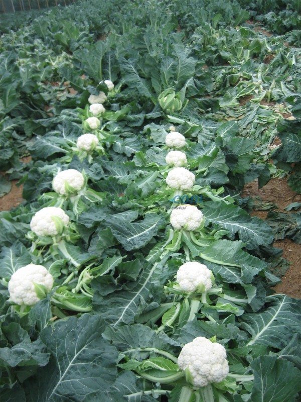 Barcelona F1 Karnabahar Fidesi - Görsel 7