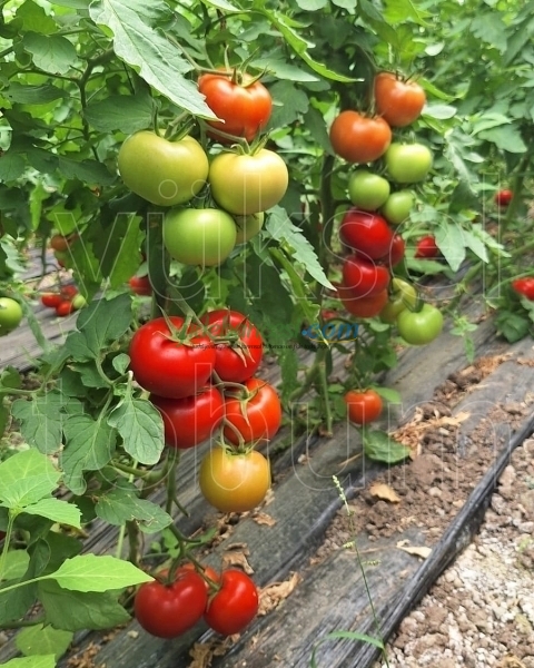 Burhan F1 Sırık Domates Fidesi - Görsel 4