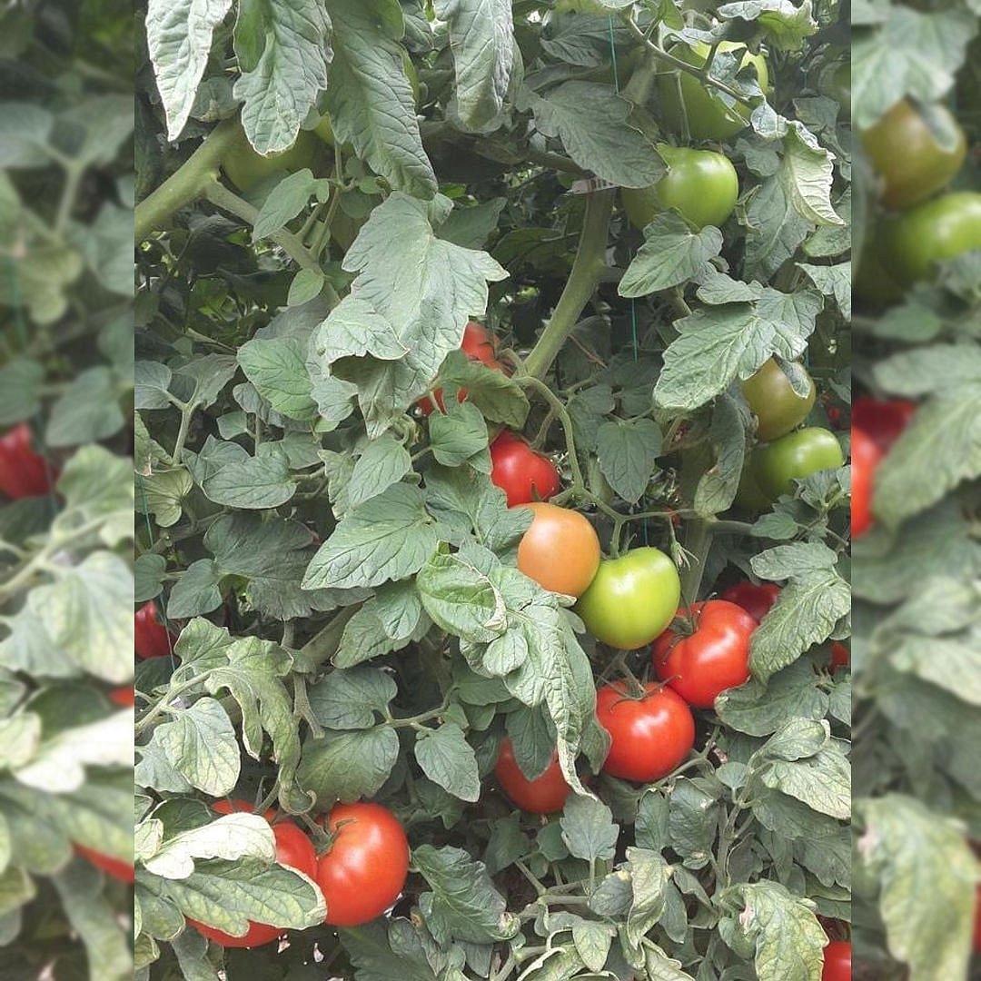 Ceneviz F1 Beef Domates Fidesi - Görsel 2