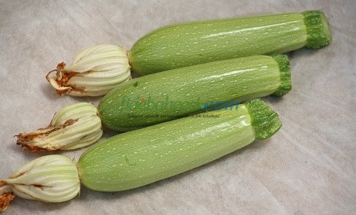 Commando F1 Kabak Beyaz Kabak Tohumu