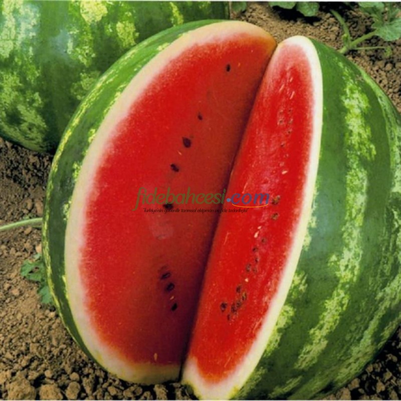 Crimson Sweet Karpuz Fidesi - Görsel 2