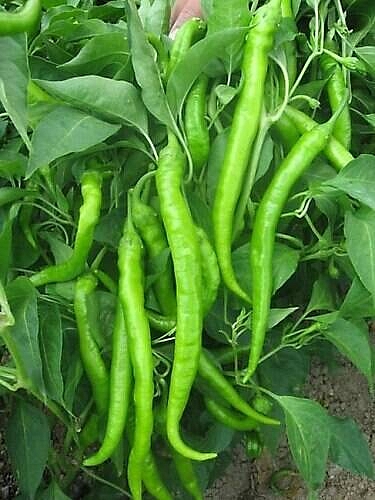 Demre Sivri Biber Fidesi