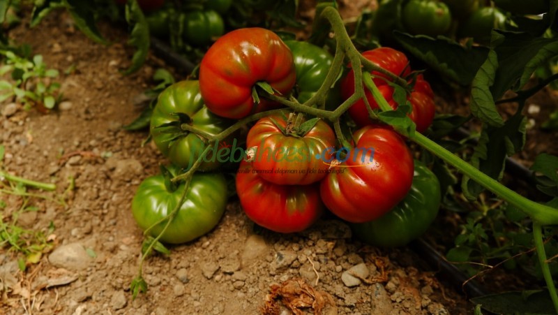 Dilim F1 Köy Tipi Domates Tohumu - Görsel 2