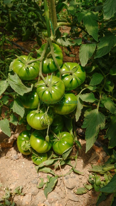 Dilim F1 Köy Tipi Domates Tohumu - Görsel 3