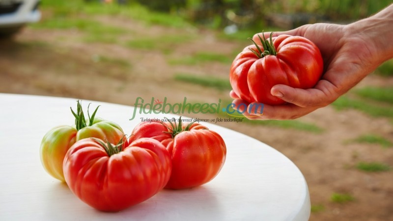 Dilim F1 Köy Tipi Domates Tohumu - Görsel 4