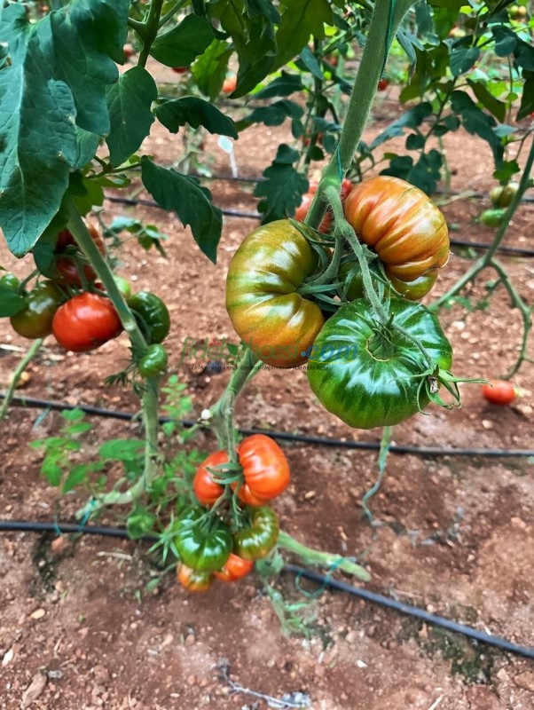 Dilimhan F1 Domates Tohumu - Görsel 2