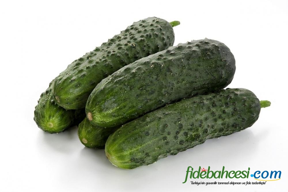 Dinçel F1 Dikenli Hıyar Fidesi