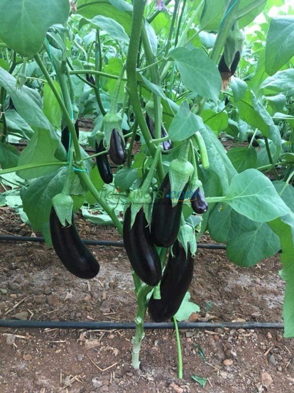 Doyran Karası F1 Patlıcan Fidesi - Görsel 3