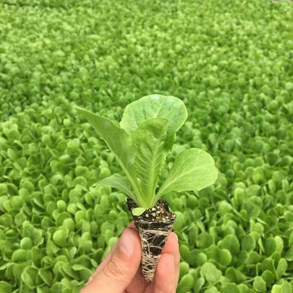 Düz Yedikule Marul Fidesi - Görsel 3