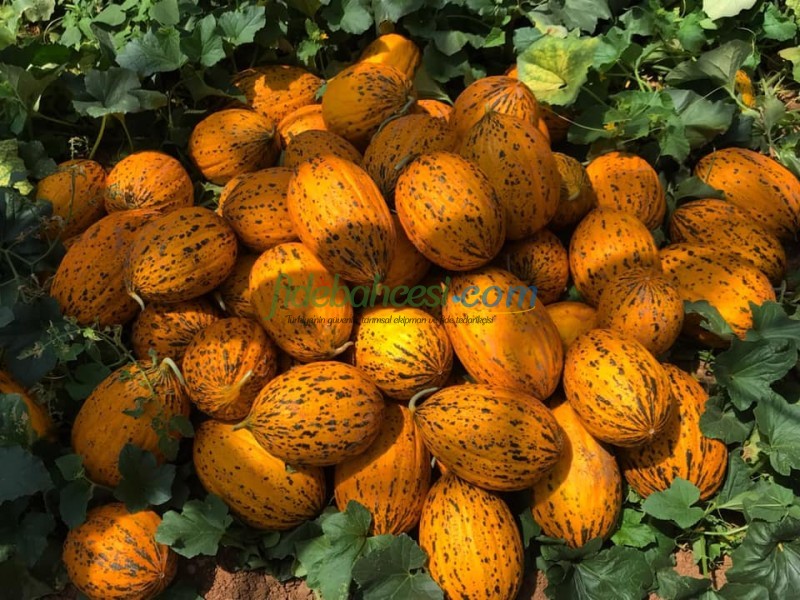 Endam F1 Kavun Fidesi