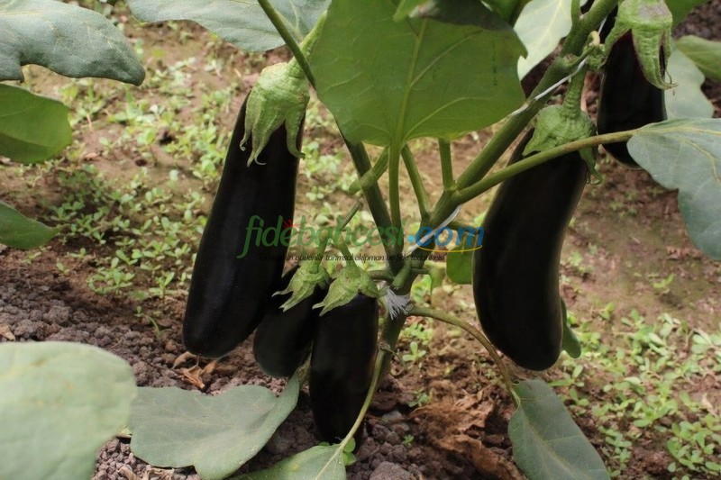 Faselis F1 Uzun Patlıcan Fidesi - Görsel 3