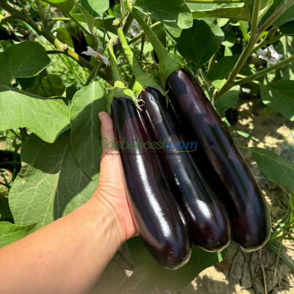 Fişek F1 Patlıcan Fidesi