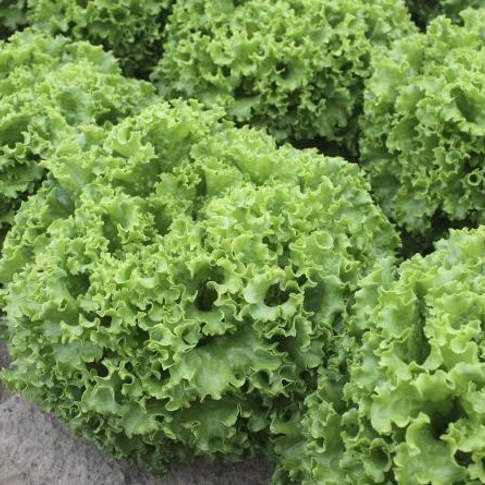 Garone F1 | Erkenci Kıvırcık Marul Fidesi