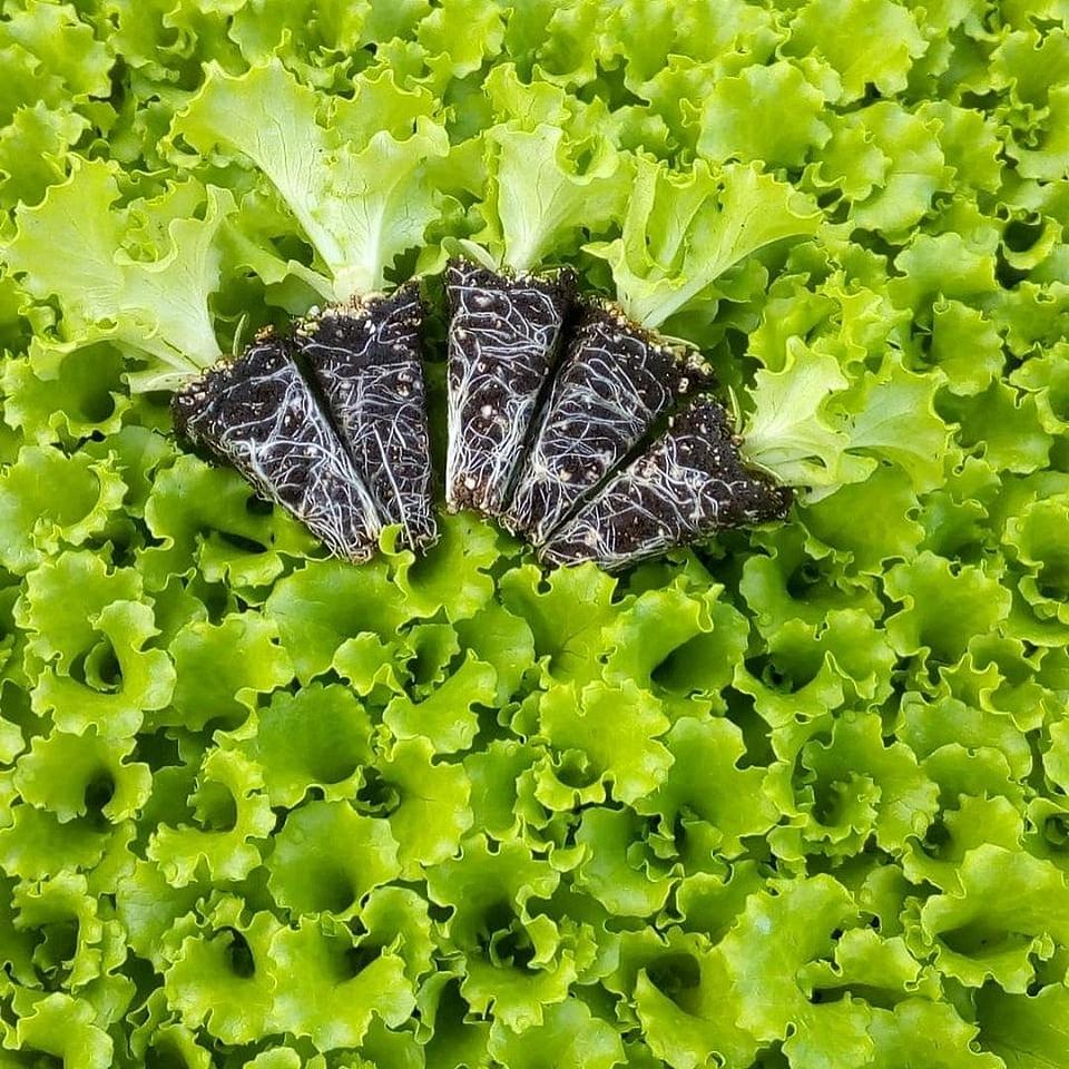 Gentilina Kıvırcık Marul Fidesi