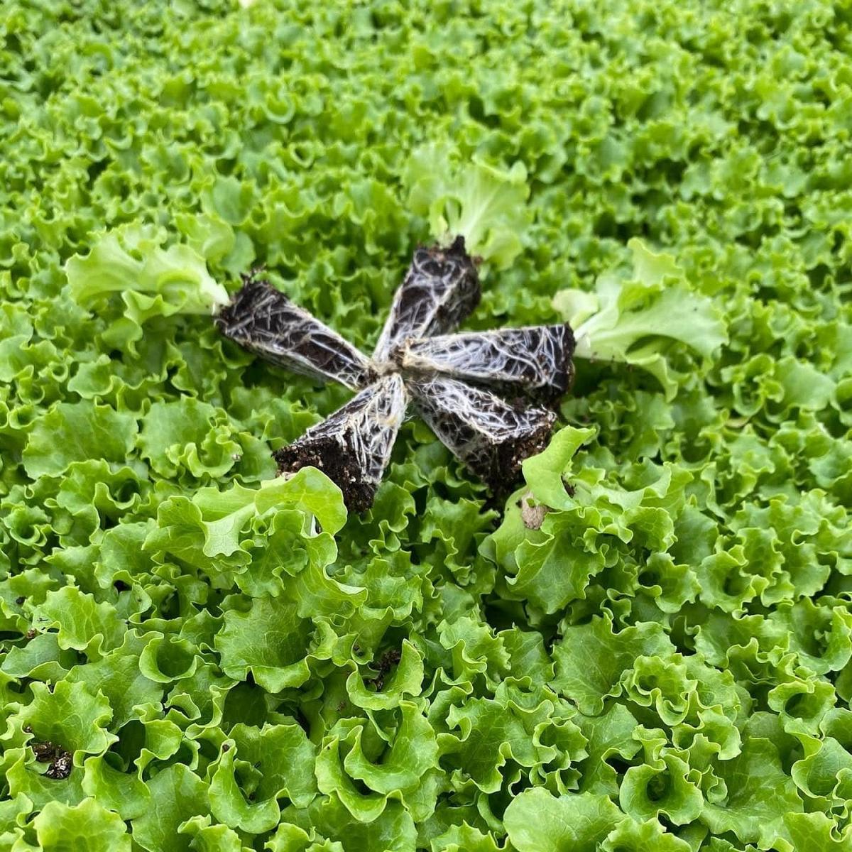 Gentilina Kıvırcık Marul Fidesi - Görsel 3