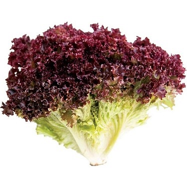 Giardina Kırmızı Kıvırcık Marul Fidesi - Görsel 3