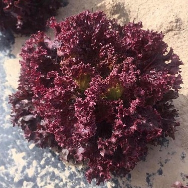 Giardina Kırmızı Kıvırcık Marul Fidesi - Görsel 5