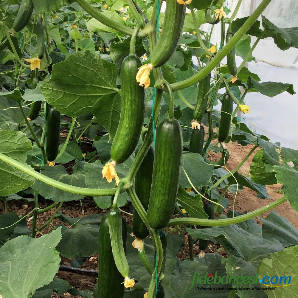 Gordion AT 77 Hıyar Fidesi 