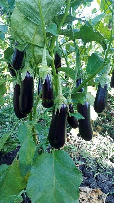 Görkem F1 Patlıcan Fidesi